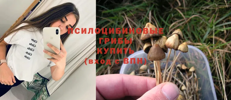 Галлюциногенные грибы Psilocybe  МЕГА ТОР  Искитим  наркотики 